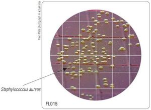 Фото HiMedia FL015-50РТ Бакпечатки HiTouch для обнаружения микроорганизмов в окр. среде (50 чашек d 55 мм)