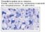 Фото HiMedia K005-1KT Набор красителей для окрашивания кислотоустойчивых микроорганизмов (1 набор)