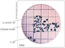 HiMedia FL022-50РТ Бакпечатки HiTouch для обнаружения E.coli и колиформных бактерий (50 чашек d 55 мм)