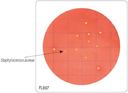 HiMedia FL007-50РТ Бакпечатки HiTouch для ускоренного подсчета S. aureus (50 чашек d 55 мм)
